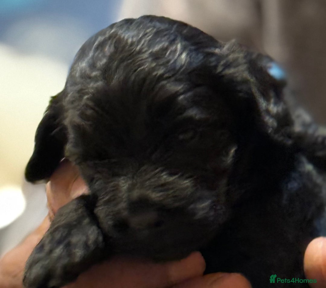 Cockapoo dogs for sale: F1 Cockapoo's - Image 20