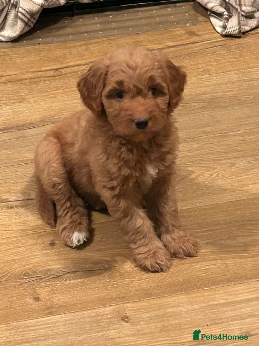Mixed Breed dogs for sale: Red doodles - Advert 2
