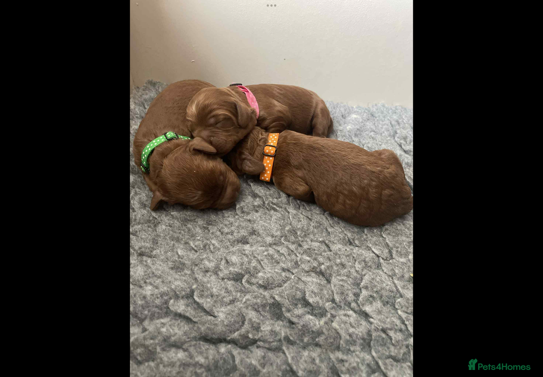 Cockapoo dogs for sale: American cockapoo - Image 6