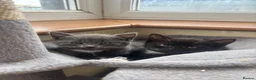 Mixed Breed cats for sale: Gorgeous kittens  - Advert 4