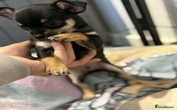 Chihuahua dogs for sale: Tiny pure breed chihuahua  - Image 7