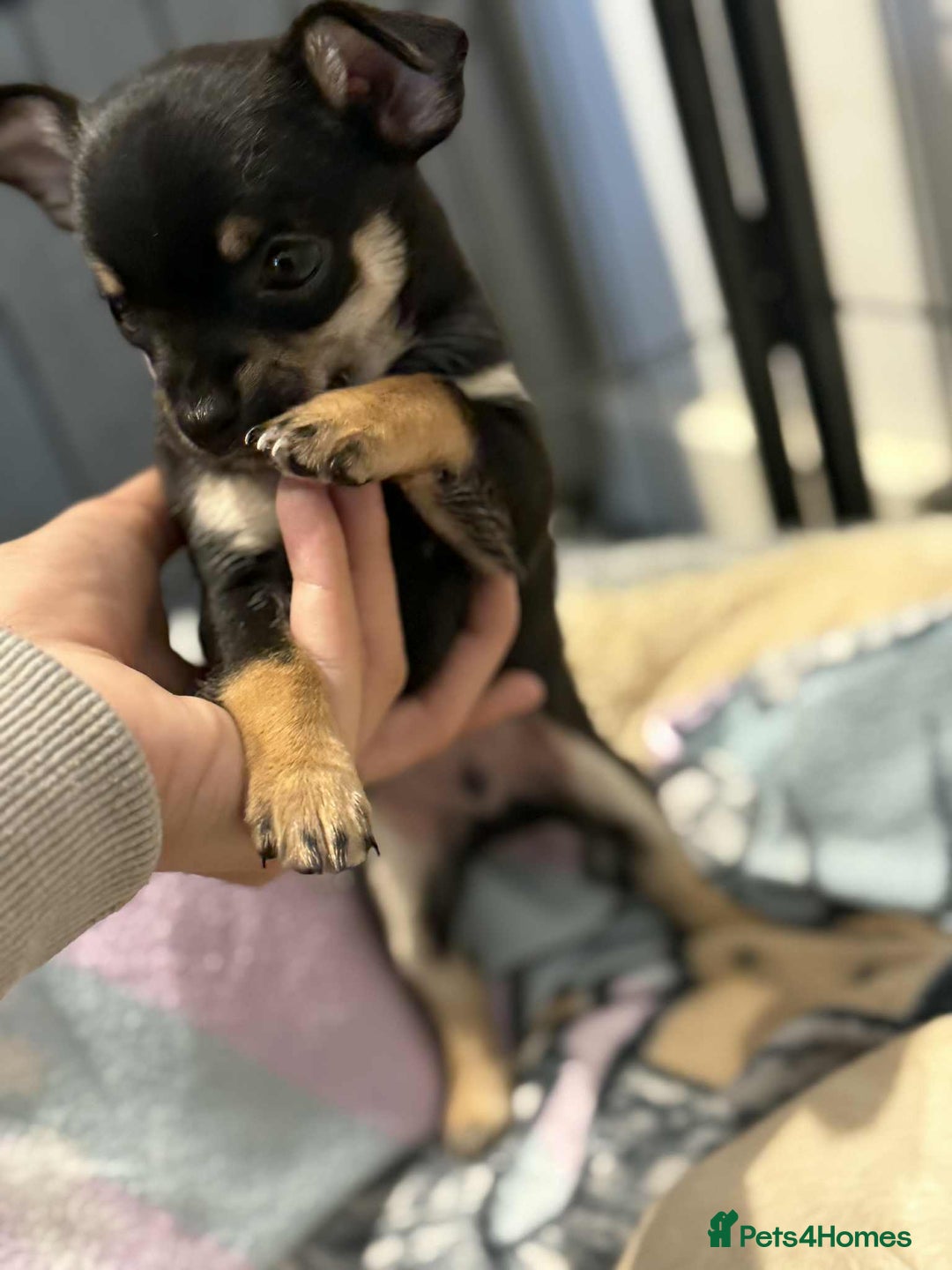 Chihuahua dogs for sale: Tiny pure breed chihuahua  - Image 7