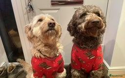 Goldendoodle dogs for stud: Our gorgeous boy Benji  in Northwich - Image 8