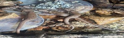 Skink reptiles for sale: Pink tongue skinks  - Advert 5