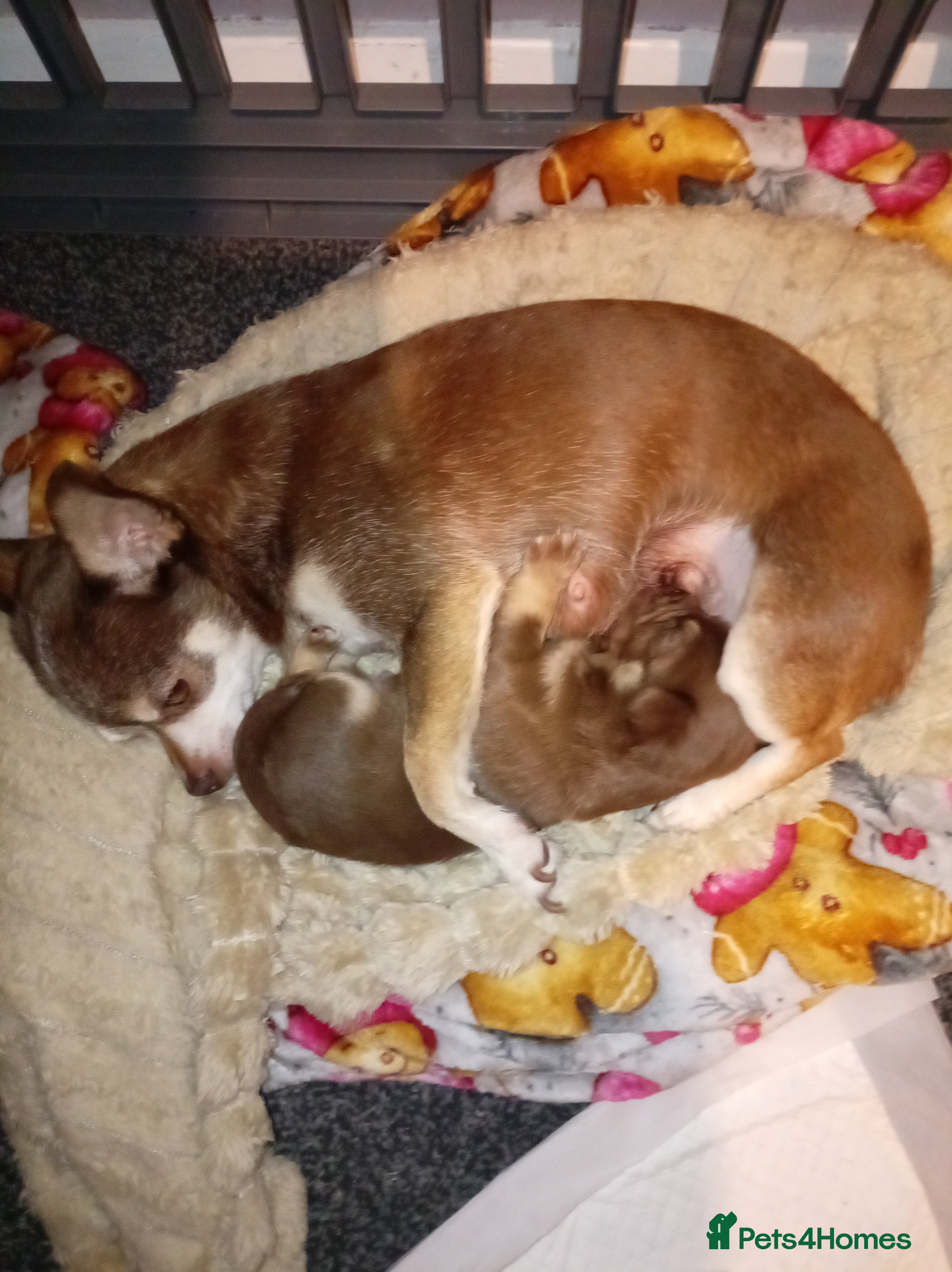 Chihuahua dogs 1 chocolate and tan boy  - Advert 11