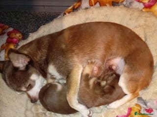 Chihuahua dogs 1 chocolate and tan boy - Advert 1