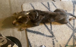 American Bully dogs for sale: American bully  - Image 5