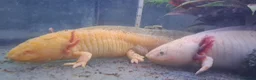 Axolotl reptiles for sale: Baby axolotls - Advert 38