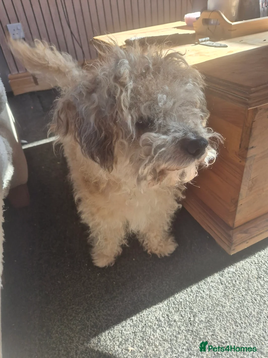 Jackapoo dogs for sale: Tenghis the jackapoo - Advert 4