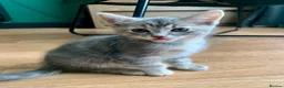Mixed Breed cats for sale: Ragdoll mix mother - Advert 4