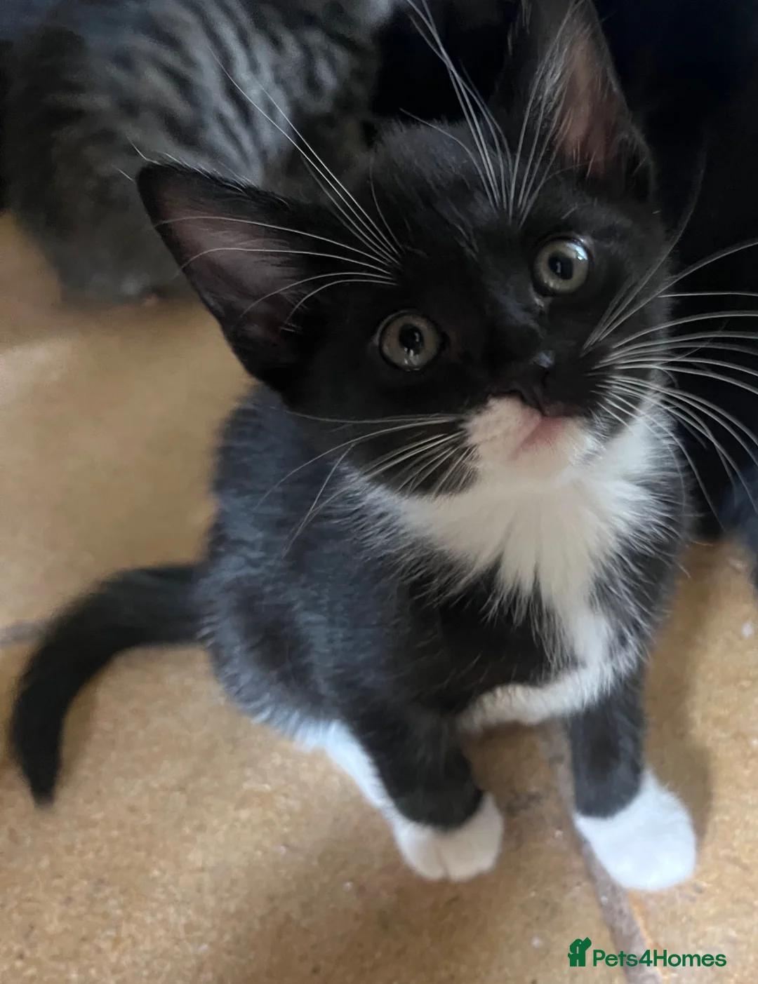 Mixed Breed cats for sale: Adorable kittens looking for their forever homes - Advert 1