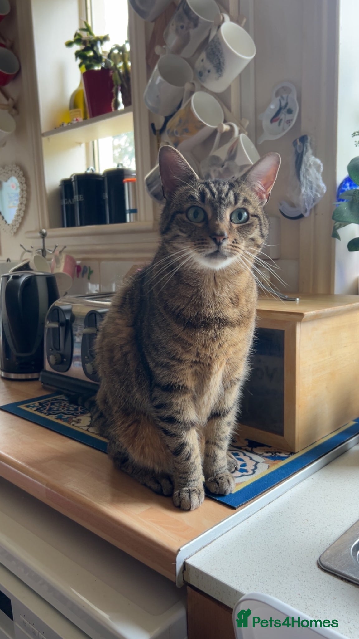 British Shorthair cats Sheriff - URGENT - Advert 18