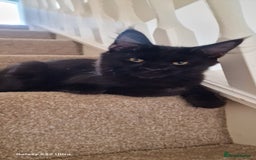 Maine Coon cats for sale: Pure Maine coon - Image 22