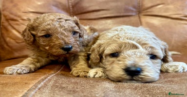 Toy Poodle dogs - Advert 11