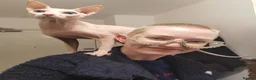 Sphynx cats for stud: Sphynx boy for stud  in Southampton - Advert 7