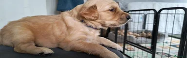 Golden Retriever 4