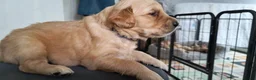 Golden Retriever dogs for sale:  Four Golden Hearts Looking for Their loving homes in Coventry - Advert 5