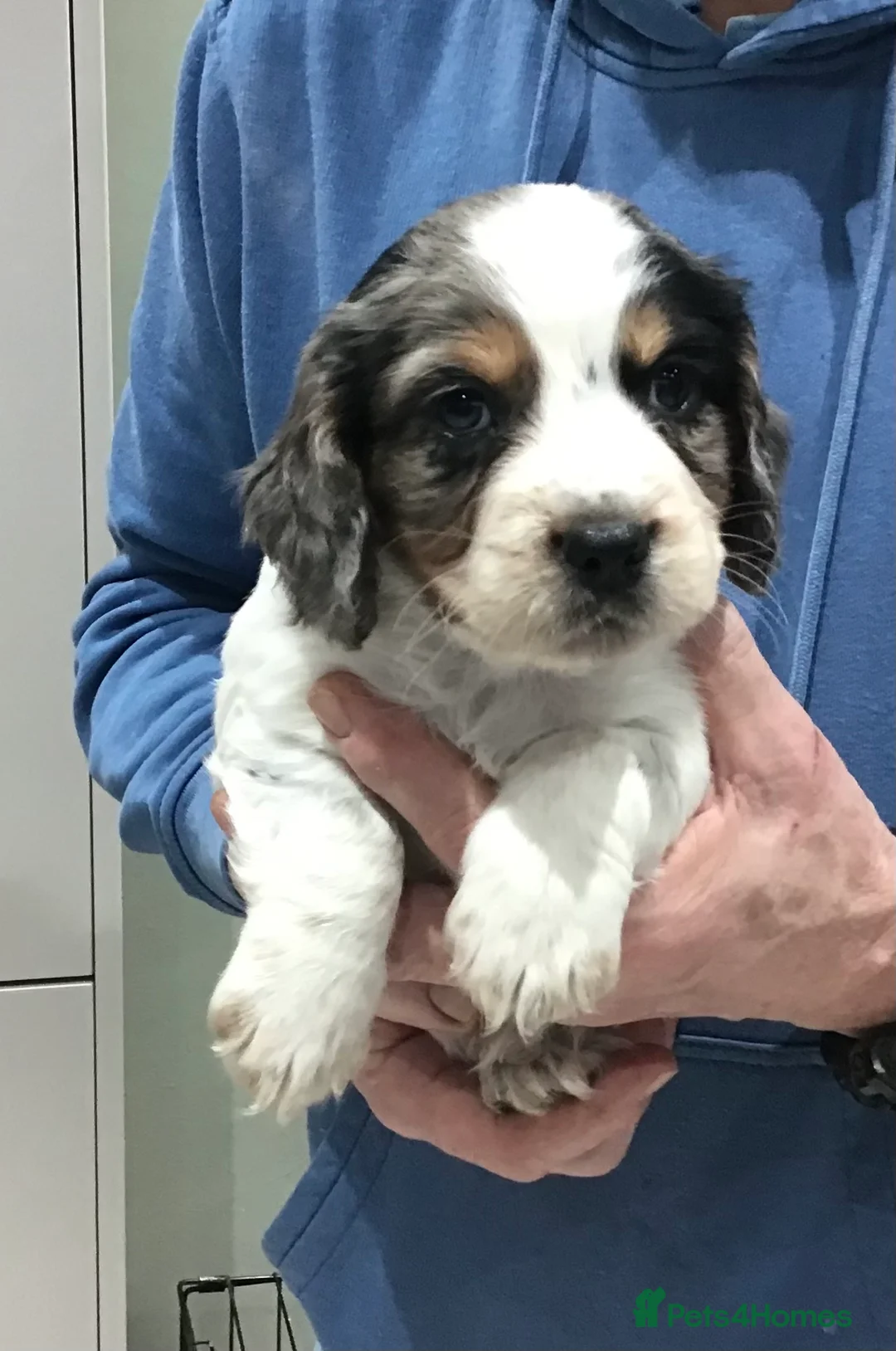 Cocker Spaniel dogs for sale: ABSOLUTELY STUNNING COCKER SPANIEL PUPPIES  - Advert 11