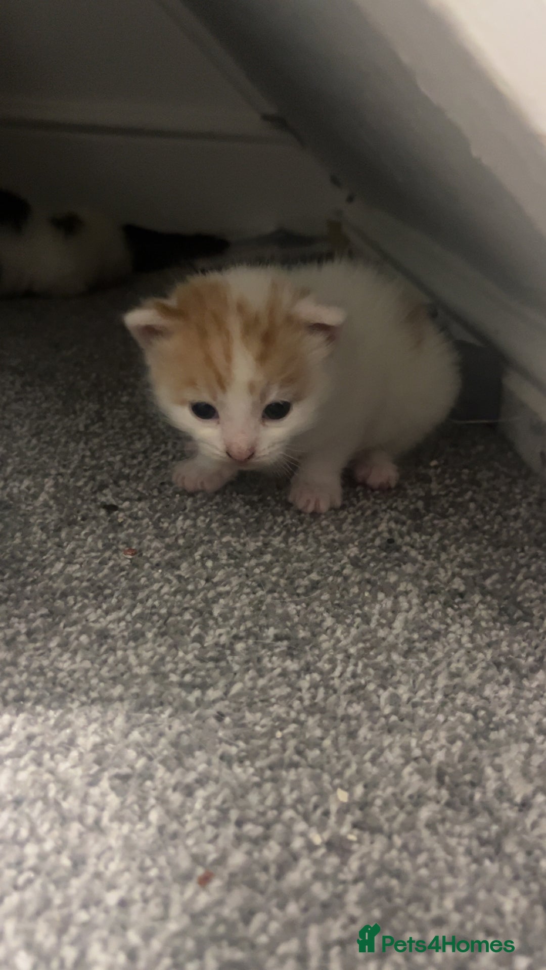 Mixed Breed cats for sale: Fluffy kittens  - Advert 5