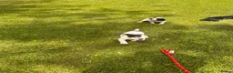 Sprocker dogs for sale: sprocket - Advert 10