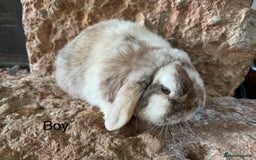 Mini Lop rabbits for sale: Pure mini lop rabbits - Image 1