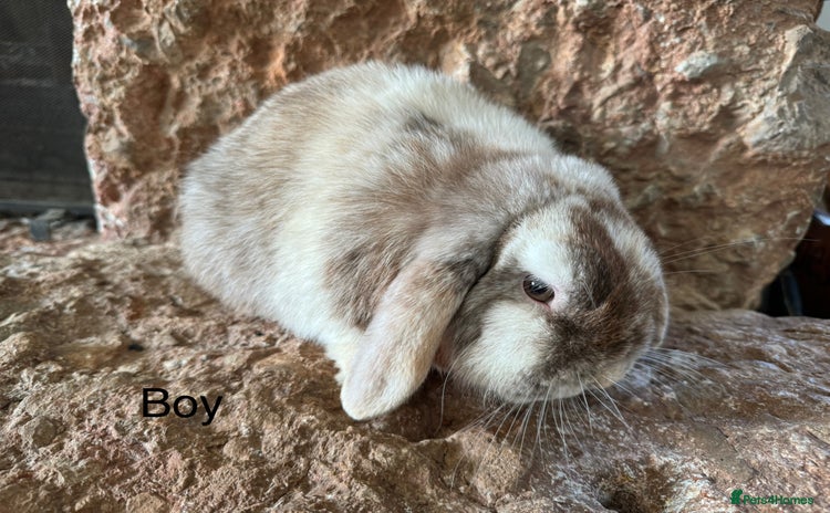 Mini Lop rabbits for sale - Advert 1