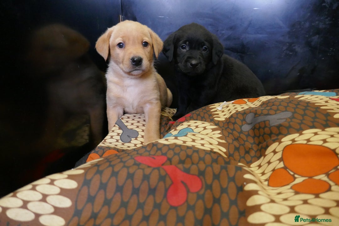 Labrador Retriever dogs for sale: ADORABLE LABRADOR PUPPIES KC REGISTERED - Advert 7