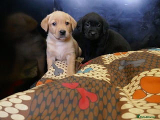 Labrador Retriever dogs ADORABLE LABRADOR PUPPIES KC REGISTERED - Advert 7