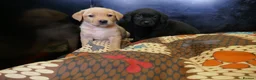 Labrador Retriever dogs for sale: ADORABLE LABRADOR PUPPIES KC REGISTERED - Advert 7