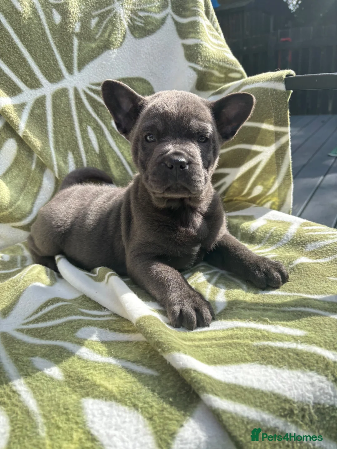 Mixed Breed dogs for sale: 1 female frenchy//chow - Advert 2