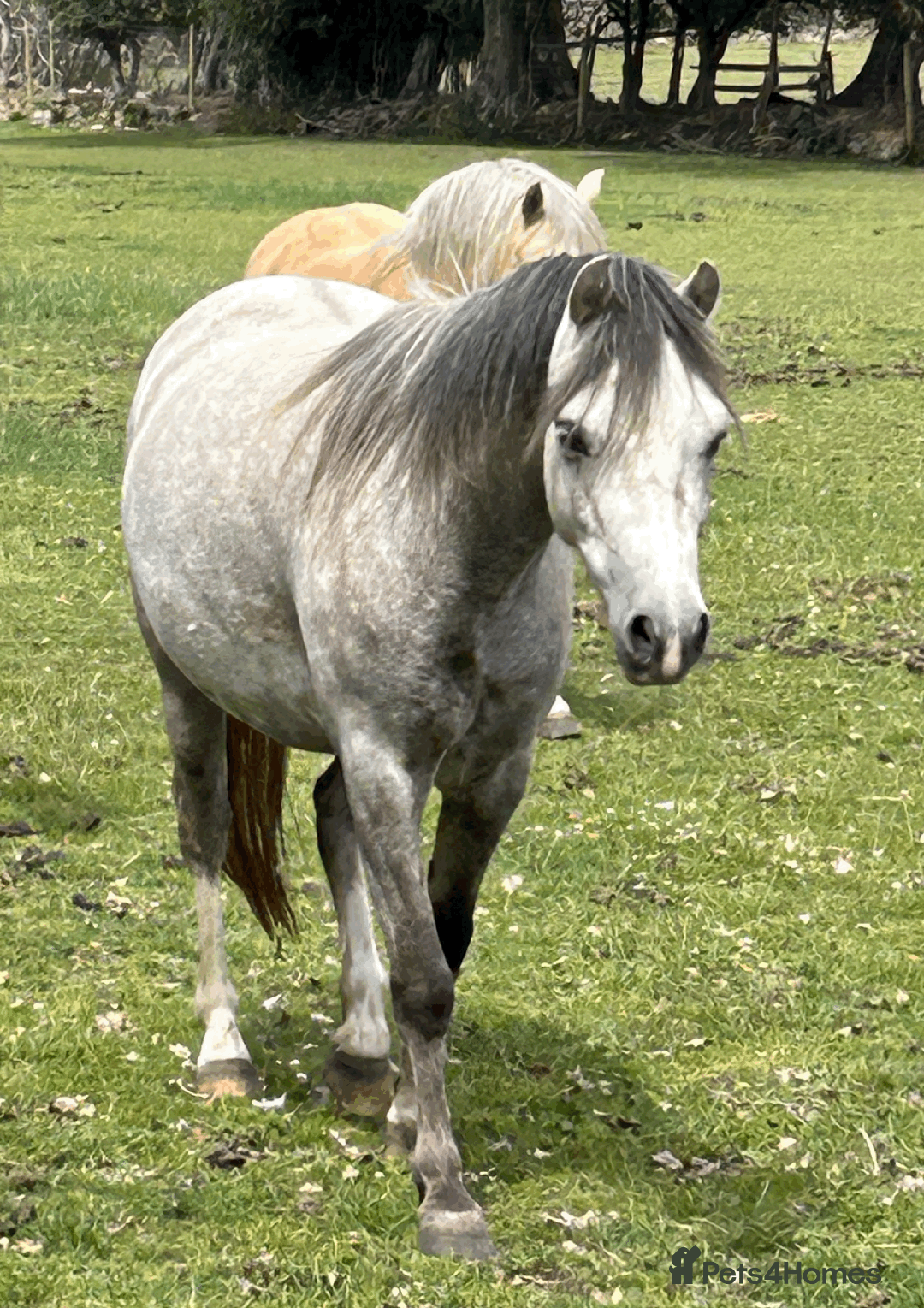 Welsh Section A horses for sale: Section A gelding - Image 8