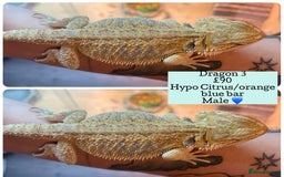 Bearded Dragon reptiles for sale: Hypo Baby Bearded Dragons - Image 3