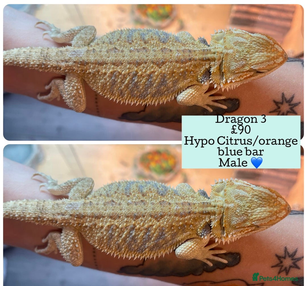 Bearded Dragon reptiles for sale: Hypo Baby Bearded Dragons - Image 3