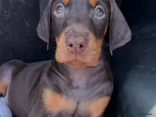 Dobermann dogs ❌ ready monday❌Health tested Dobermans not Kc reg - Advert 7