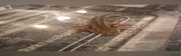 Axolotl reptiles for sale: Juvenile axolotls (please read description)  - Advert 1