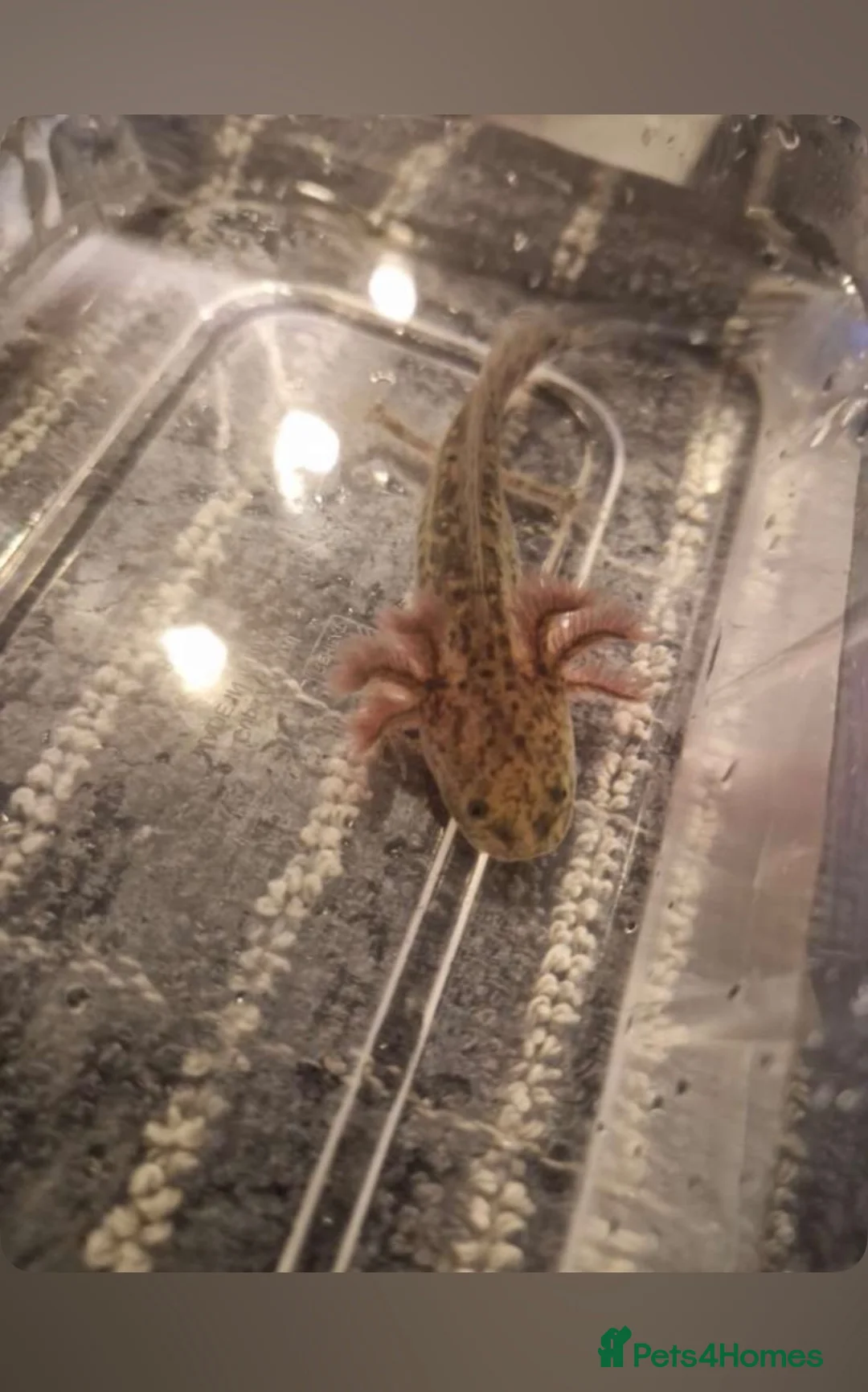 Axolotl reptiles for sale: Juvenile axolotls (please read description)  - Advert 1