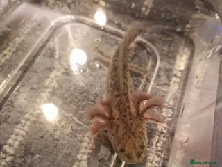 Axolotl reptiles Juvenile axolotls (please read description) - Advert 1