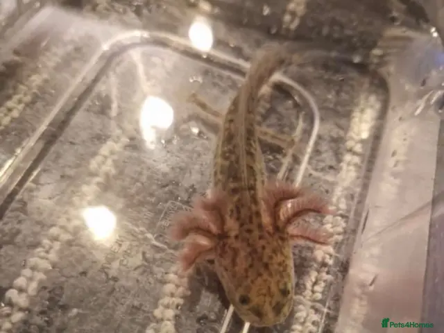 Axolotl reptiles Juvenile axolotls (please read description) - Advert 1