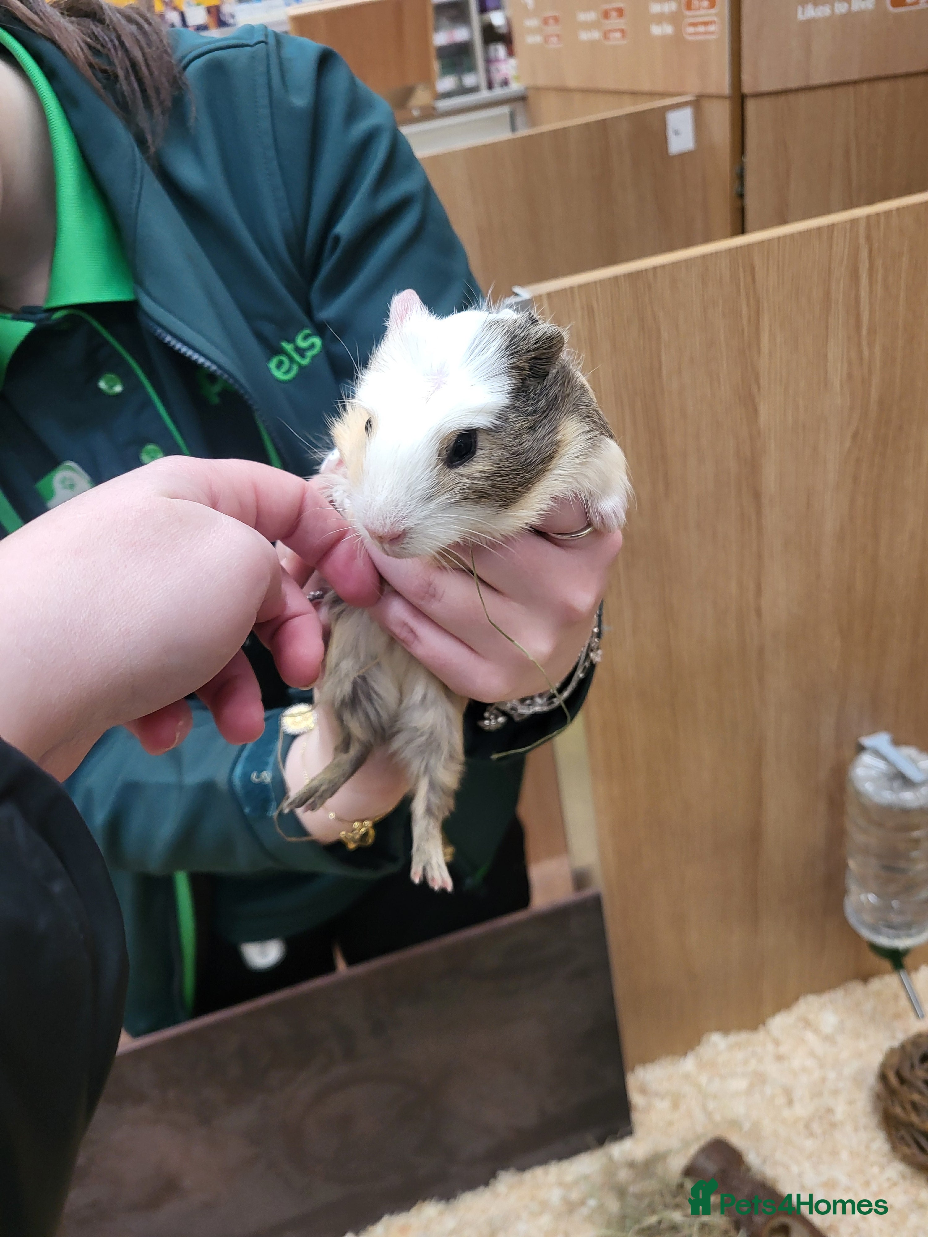 Guinea Pig rodents 2x female guinea pigs  in Blackpool - Advert 1