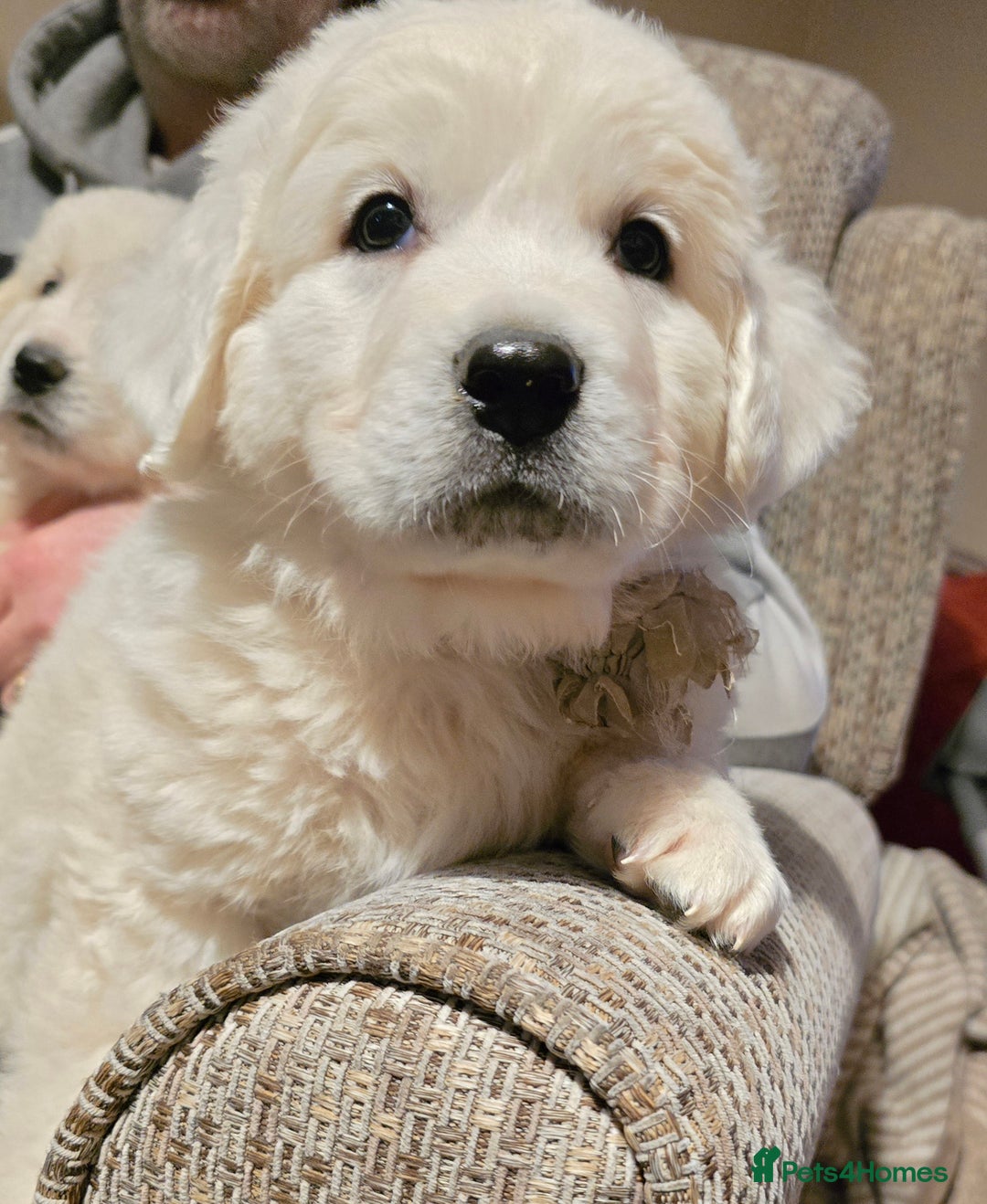 Pyrenean Mountain Dog dogs for sale: Polish tatra mountain sheepdog - Advert 12