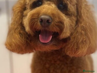 Cockapoo dogs READY 23RD DEC STUNNING F3 MINIATURE COCKAPOO BOY - Advert 14