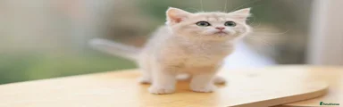 British Shorthair 6