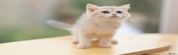 British Shorthair cats for sale: TICA Blue Golden BSH/BLH kittens looking for homes - Advert 9