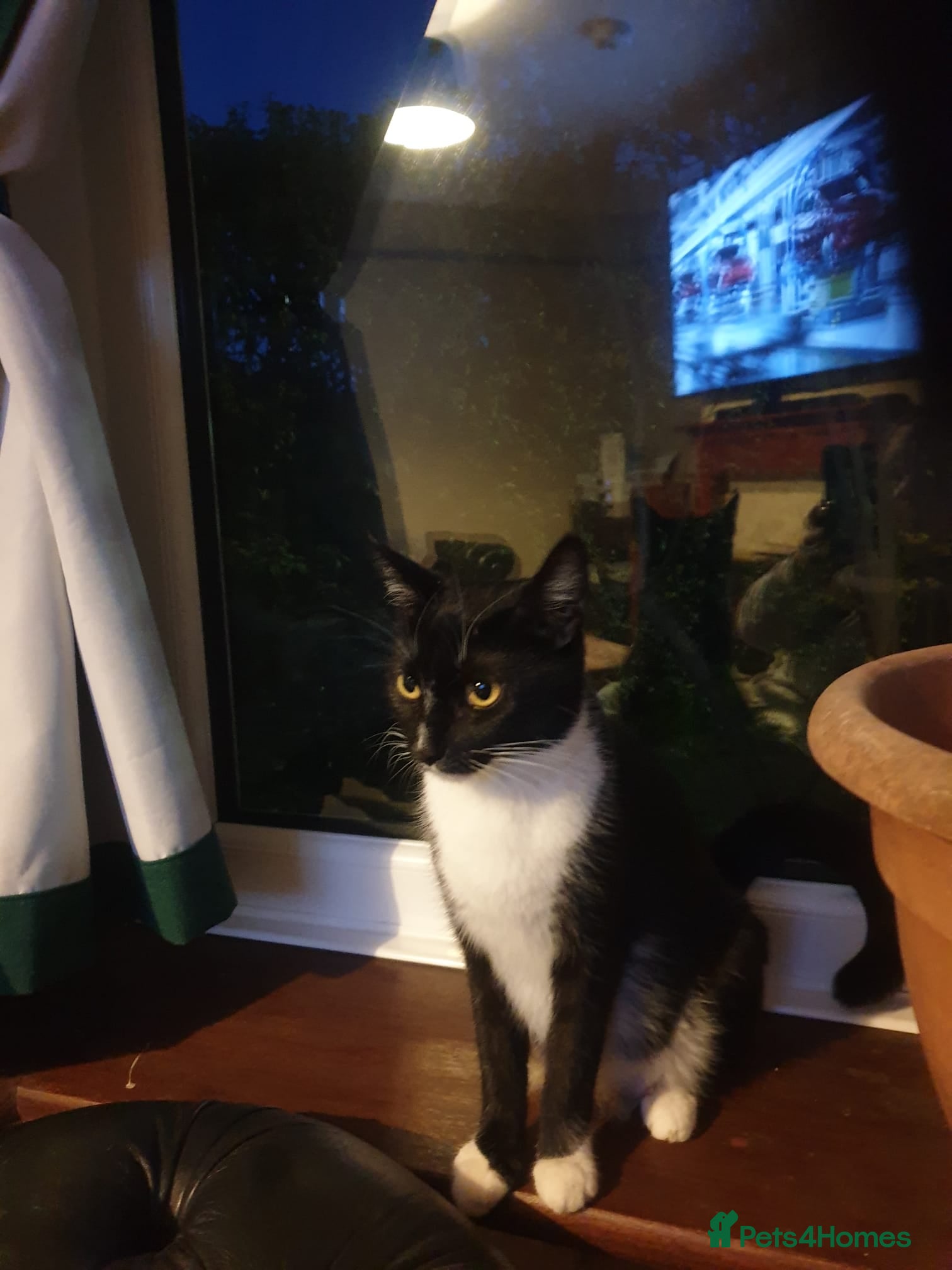 Bengal cats 5 beautiful Bengals.  - Advert 4