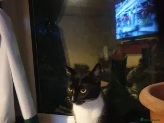 Bengal cats 5 beautiful Bengals. - Advert 4