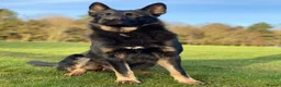 German Shepherd dogs for stud: German Shepard available for stud  - Advert 5