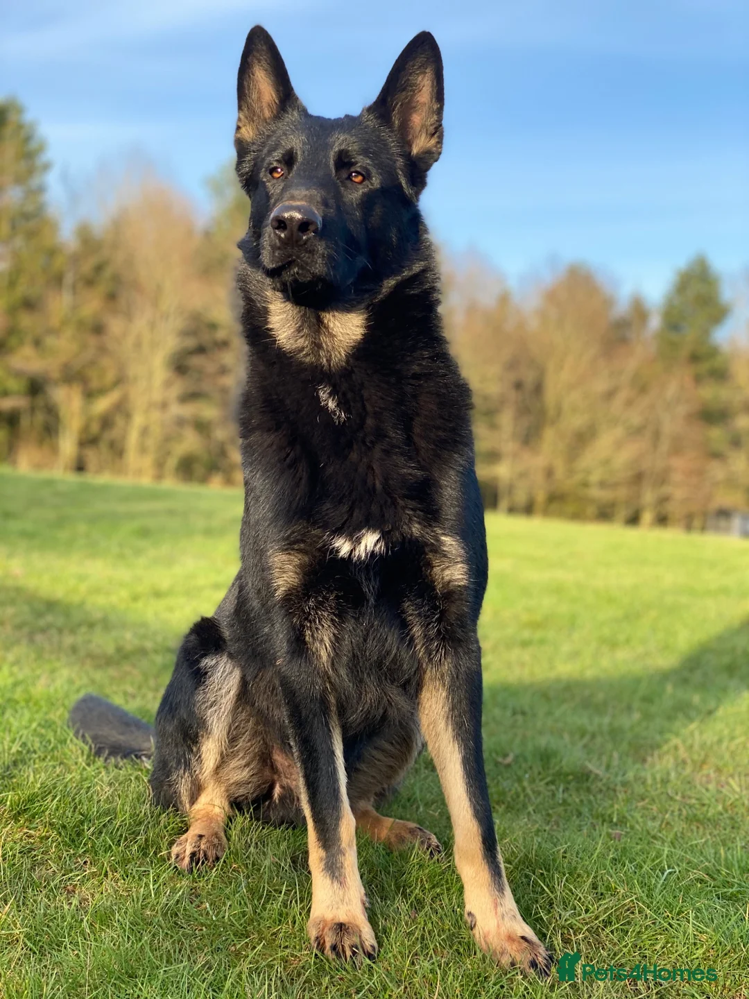 German Shepherd dogs for stud: German Shepard available for stud  - Advert 5