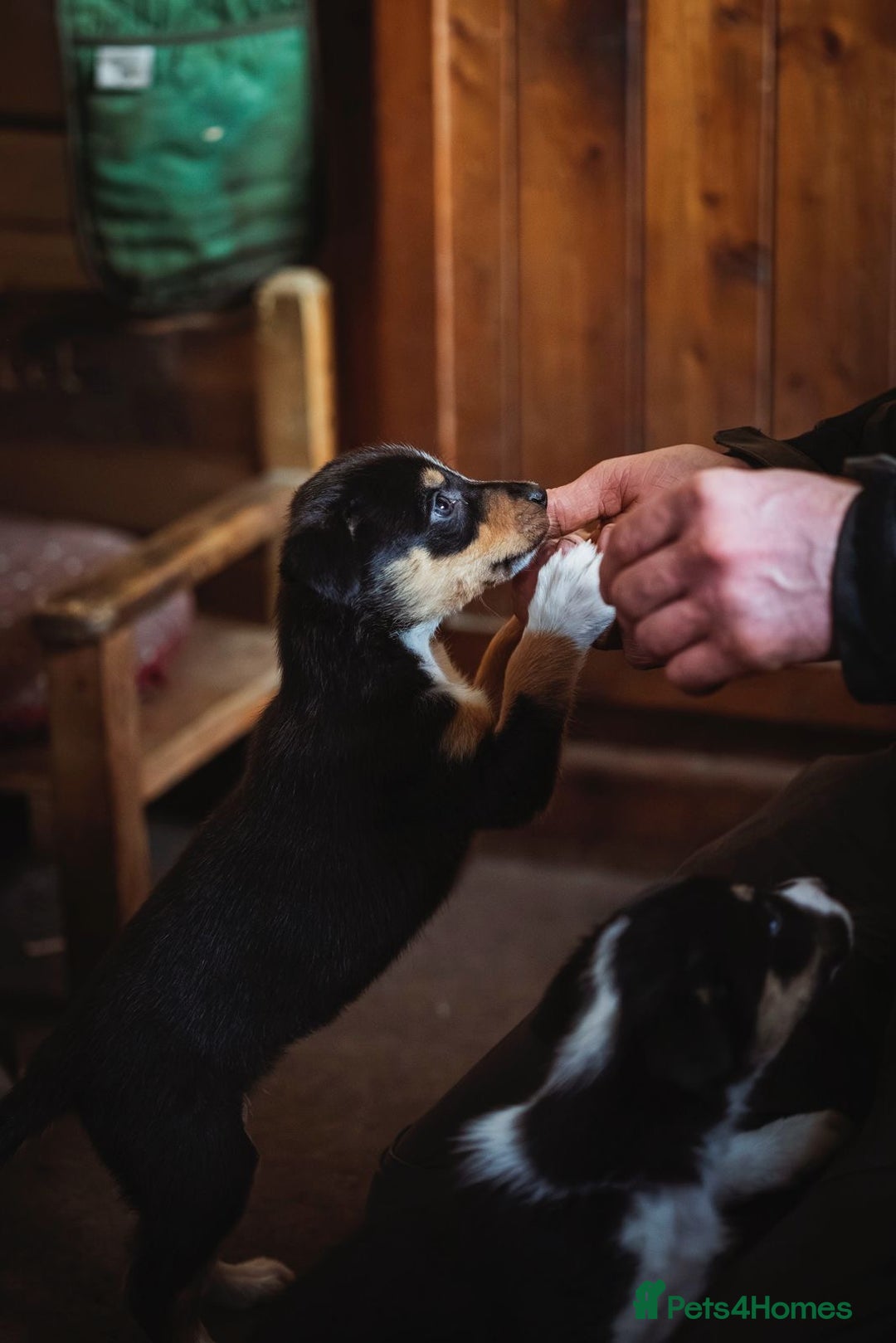 Border Collie dogs for sale: Welsh Collie puppies - Advert 5