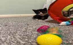 British Shorthair cats for sale: Beautiful kittens wanting loving homes  - Image 11