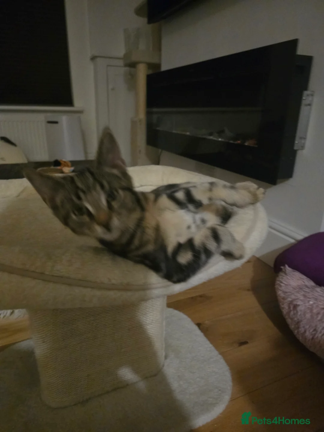 Mixed Breed cats for sale: Maine Coon mix - Advert 2